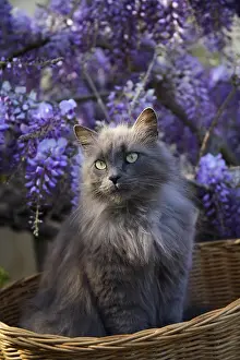 Fabale: Cat sitting in a basket before a Wisteria in bloom