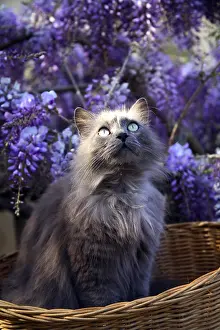 Fabale: Cat sitting in a basket before a Wisteria in bloom