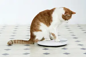 Weight: CAT - sitting on bathroom scales