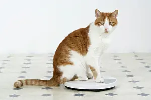 Weight: CAT - sitting on bathroom scales