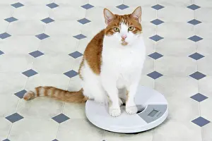 Weight: CAT - sitting on bathroom scales
