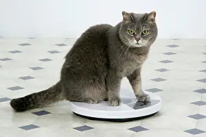 Weight: CAT - sitting on bathroom scales