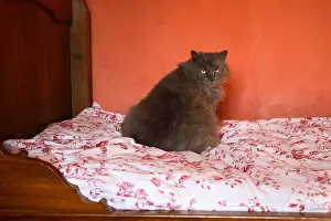 Furnitures: Cat sitting on a bed