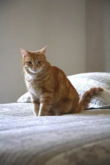 Rooms: Cat sitting on a bed
