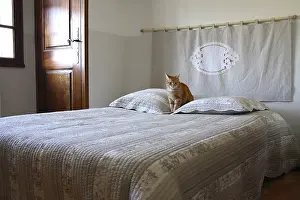 Rooms: Cat sitting on a bed