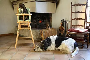 Rooms: Cat sitting on a chair baby and dog lying France