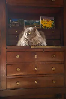 Secretary: Cat sitting on the edge of a secretary