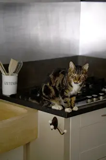 Kitchens: Cat sitting on the edge of a stove France