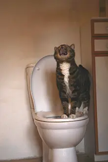 Rooms: Cat sitting on the edge of the toilet bowl