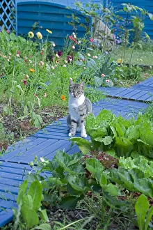 Board: Cat sitting in a flowered kitchen garden