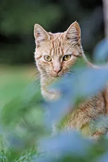 Unsharp: Cat sitting in a garden France