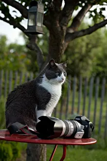 Tables: Cat sitting on a garden table in front of a camera
