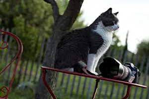 Tables: Cat sitting on a garden table in front of a camera