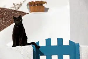 Stray: Cat - sitting by gate - Stray