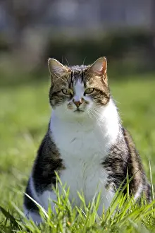 Comt: Cat sitting in grass Franche-Comte France