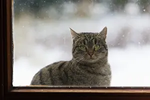 Pane: Cat - sitting in front of house door in winter