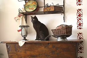 Blacks: Cat sitting on a living room furniture
