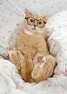 150821: Cat - sitting lying back on the sofa wearing glasses