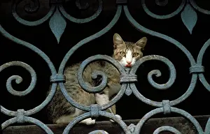 Wrought: Cat - sitting behind metal / wrought-iron fence
