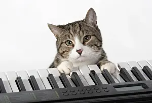 Instruments: CAT. sitting at piano keyboard, paws on keys