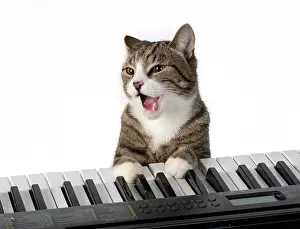 Instruments: CAT. sitting at piano keyboard, paws on keys