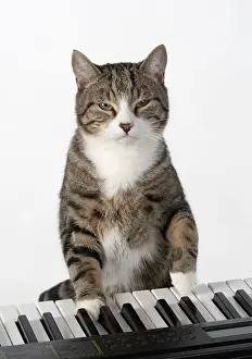 Instruments: CAT. sitting at piano keyboard, paws on keys