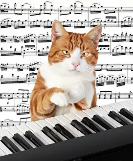 Instruments: Cat sitting at a piano / keyboard, paws on keys