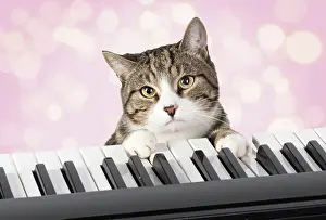 Instruments: Cat sitting at a piano / keyboard, paws on keys