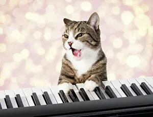 Instruments: Cat sitting at a piano / keyboard, paws on keys