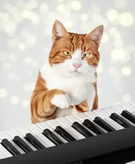 Instruments: Cat sitting at a piano / keyboard, paws on keys