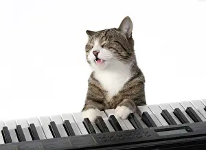 Instruments: CAT. sitting at piano keyboard, paws on keys