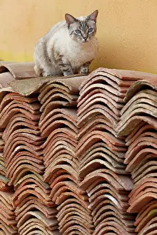 Piles: Cat sitting on pile of roof tiles