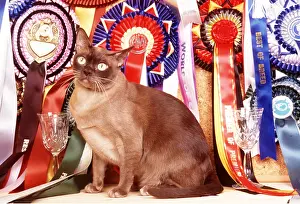 Competitions: CAT - SITTING AMONG PRIZES