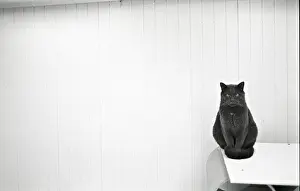 Lonesome: Cat sitting Refuge of Beauregard France