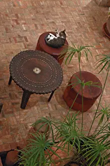 Marrakech: Cat sitting in a riad Marrakech Morocco
