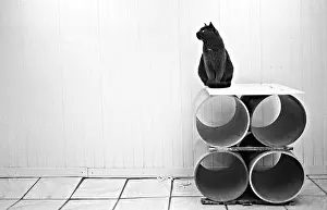 Lonesome: Cat sitting on rollers Refuge of Beauregard France