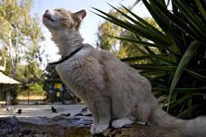 Cyprus: Cat sitting in a sanctuary for cats Cyprus