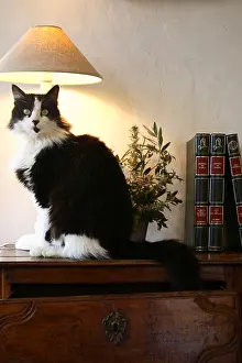 Lamps: Cat sitting on a small cabinet