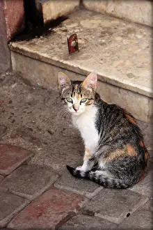 Stair: Cat sitting in front of a staircase - Marrakech Morocco