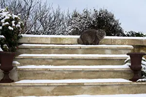 Stairs: Cat sitting on the stairs covered with snow