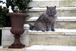 Stairs: Cat sitting on the stairs covered with snow