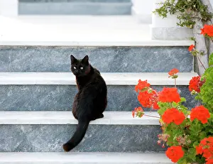 Stray: Cat - sitting on steps - Stray