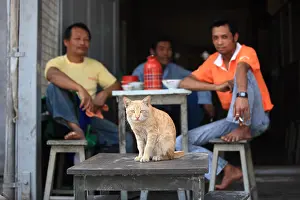 Towns: Cat sitting on a stool in front of a cafe in Hsipaw Burma