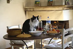 Dining: Cat sitting on the table in the dining room
