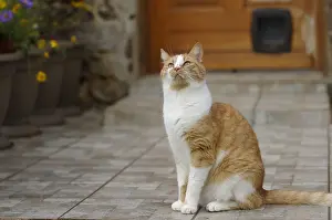 Predations: Cat sitting on a terrace watching the birds France