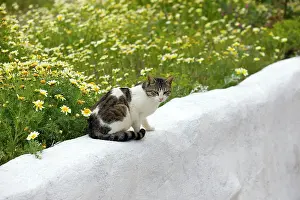 Stray: Cat - sitting on wall next to flowers - Stray