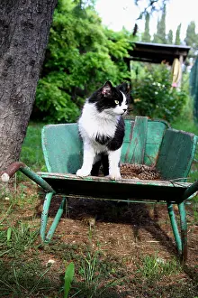 Wheelbarrow: Cat sitting in a wheelbarrow