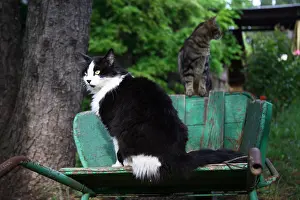 Wheelbarrow: Cat sitting in a wheelbarrow