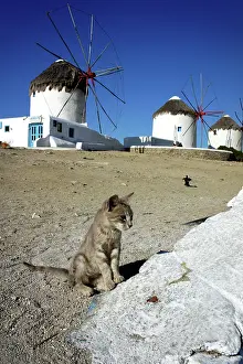 Environments: Cat sitting in front of the windmills of Mykonos - Greece