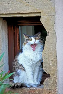 Windows: Cat sitting in a window recess - France